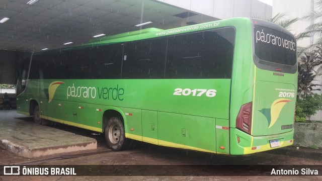 Pássaro Verde 20176 na cidade de Barão de Cocais, Minas Gerais, Brasil, por Antonio Silva. Número da foto: #12734149.