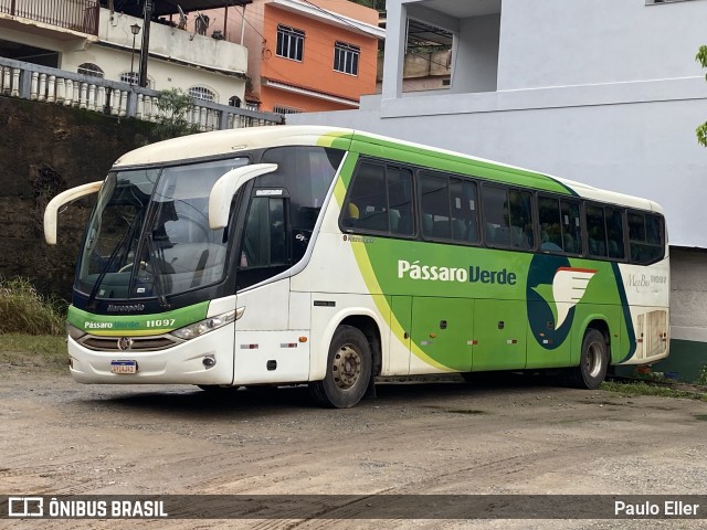 Pássaro Verde 11097 na cidade de Manhumirim, Minas Gerais, Brasil, por Paulo Eller. Número da foto: #12698189.