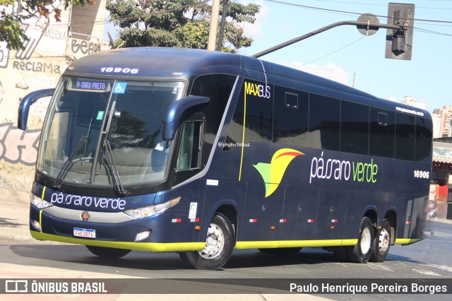 Pássaro Verde 16906 na cidade de Belo Horizonte, Minas Gerais, Brasil, por Paulo Henrique Pereira Borges. Número da foto: #12751287.