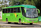 Pássaro Verde 11100 na cidade de Muriaé, Minas Gerais, Brasil, por Lucas Oliveira. Número da foto: #:id.