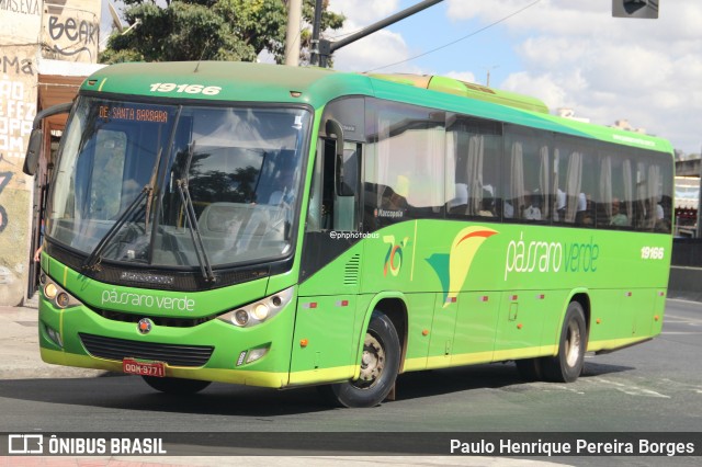 Pássaro Verde 19166 na cidade de Belo Horizonte, Minas Gerais, Brasil, por Paulo Henrique Pereira Borges. Número da foto: #12852850.