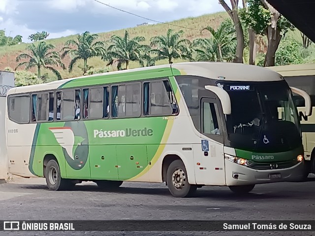 Pássaro Verde 11096 na cidade de Ponte Nova, Minas Gerais, Brasil, por Samuel Tomás de Souza. Número da foto: #12911267.