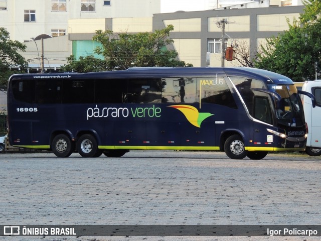 Pássaro Verde 16905 na cidade de Divinópolis, Minas Gerais, Brasil, por Igor Policarpo. Número da foto: #12963936.