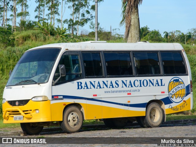 Bananas Nacional 1667 na cidade de Registro, São Paulo, Brasil, por Murilo da Silva. Número da foto: #12963057.