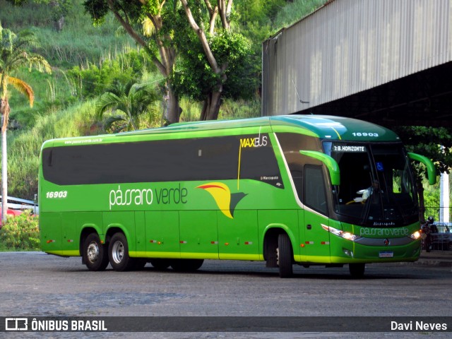 Pássaro Verde 16903 na cidade de Ponte Nova, Minas Gerais, Brasil, por Davi Neves. Número da foto: #12977278.