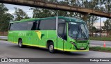 Pássaro Verde 20176 na cidade de Nova Lima, Minas Gerais, Brasil, por Rodrigo Barraza. Número da foto: #12996061.