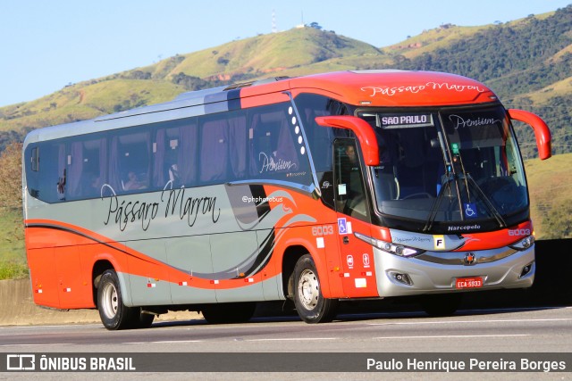 Empresa de Ônibus Pássaro Marron 6003 na cidade de Roseira, São Paulo, Brasil, por Paulo Henrique Pereira Borges. Número da foto: #12998625.