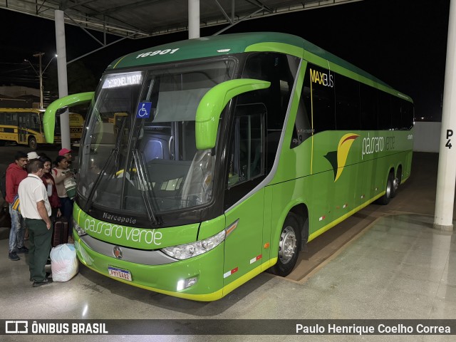 Pássaro Verde 16901 na cidade de Capelinha, Minas Gerais, Brasil, por Paulo Henrique Coelho Correa. Número da foto: #13000401.