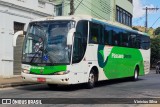 Pássaro Verde 29016 na cidade de Ponte Nova, Minas Gerais, Brasil, por Vinicius Silva. Número da foto: #13047394.