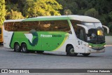 Pássaro Verde 11103 na cidade de Leopoldina, Minas Gerais, Brasil, por Christian  Fortunato. Número da foto: #13088772.