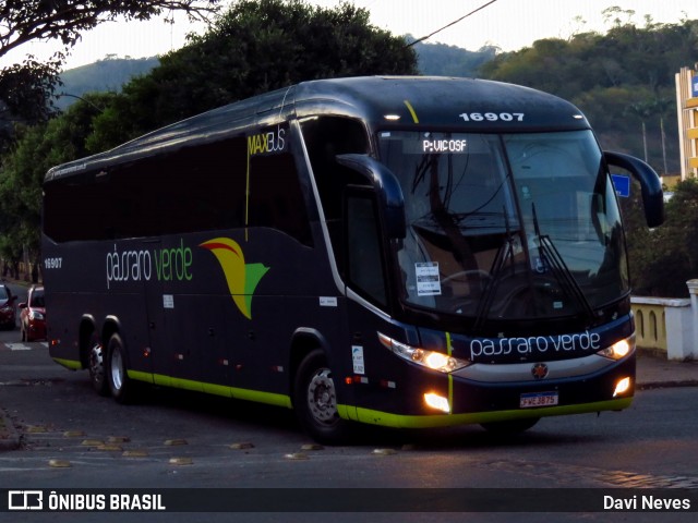 Pássaro Verde 16907 na cidade de Ponte Nova, Minas Gerais, Brasil, por Davi Neves. Número da foto: #13156819.