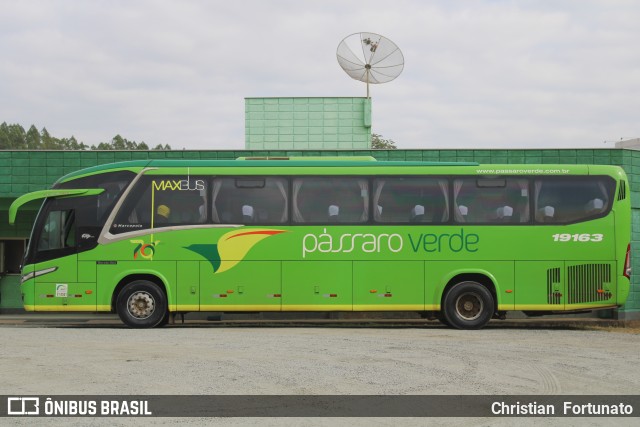 Pássaro Verde 19163 na cidade de Viçosa, Minas Gerais, Brasil, por Christian  Fortunato. Número da foto: #13161469.
