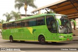 Pássaro Verde 29017 na cidade de Coimbra, Minas Gerais, Brasil, por Christian  Fortunato. Número da foto: #13167697.