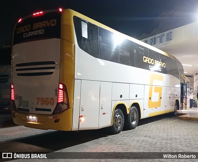 Gado Bravo Turismo 7960 na cidade de Governador Valadares, Minas Gerais, Brasil, por Wilton Roberto. Número da foto: #13241901.