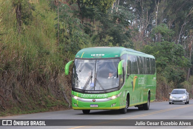 Pássaro Verde 16909 na cidade de São Geraldo, Minas Gerais, Brasil, por Julio Cesar Euzebio Alves. Número da foto: #13189342.