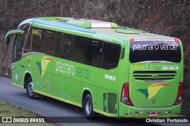 Pássaro Verde 19163 na cidade de Coimbra, Minas Gerais, Brasil, por Christian  Fortunato. Número da foto: #13189805.