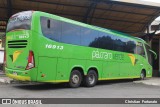 Pássaro Verde 16913 na cidade de Coimbra, Minas Gerais, Brasil, por Christian  Fortunato. Número da foto: #:id.