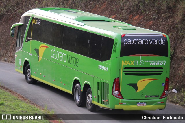 Pássaro Verde 16901 na cidade de Coimbra, Minas Gerais, Brasil, por Christian  Fortunato. Número da foto: #13194038.
