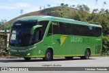 Pássaro Verde 18915 na cidade de Coimbra, Minas Gerais, Brasil, por Christian  Fortunato. Número da foto: #13195040.