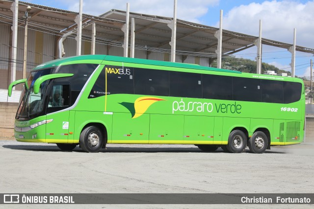 Pássaro Verde 16902 na cidade de Viçosa, Minas Gerais, Brasil, por Christian  Fortunato. Número da foto: #13267631.