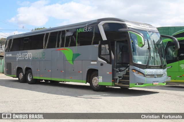Pássaro Verde 24186 na cidade de Viçosa, Minas Gerais, Brasil, por Christian  Fortunato. Número da foto: #13267636.