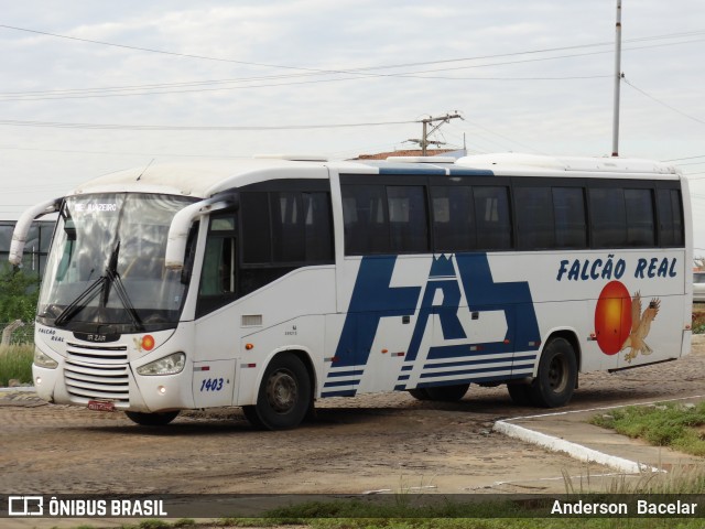 Falcão Real 1403 na cidade de Juazeiro, Bahia, Brasil, por Anderson  Bacelar. Número da foto: #13279669.