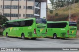Pássaro Verde 19157 na cidade de Viçosa, Minas Gerais, Brasil, por Christian  Fortunato. Número da foto: #13282710.