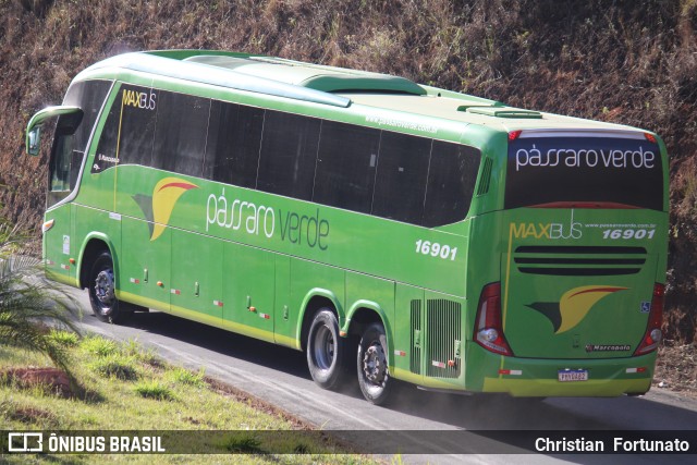Pássaro Verde 16901 na cidade de Coimbra, Minas Gerais, Brasil, por Christian  Fortunato. Número da foto: #13287870.